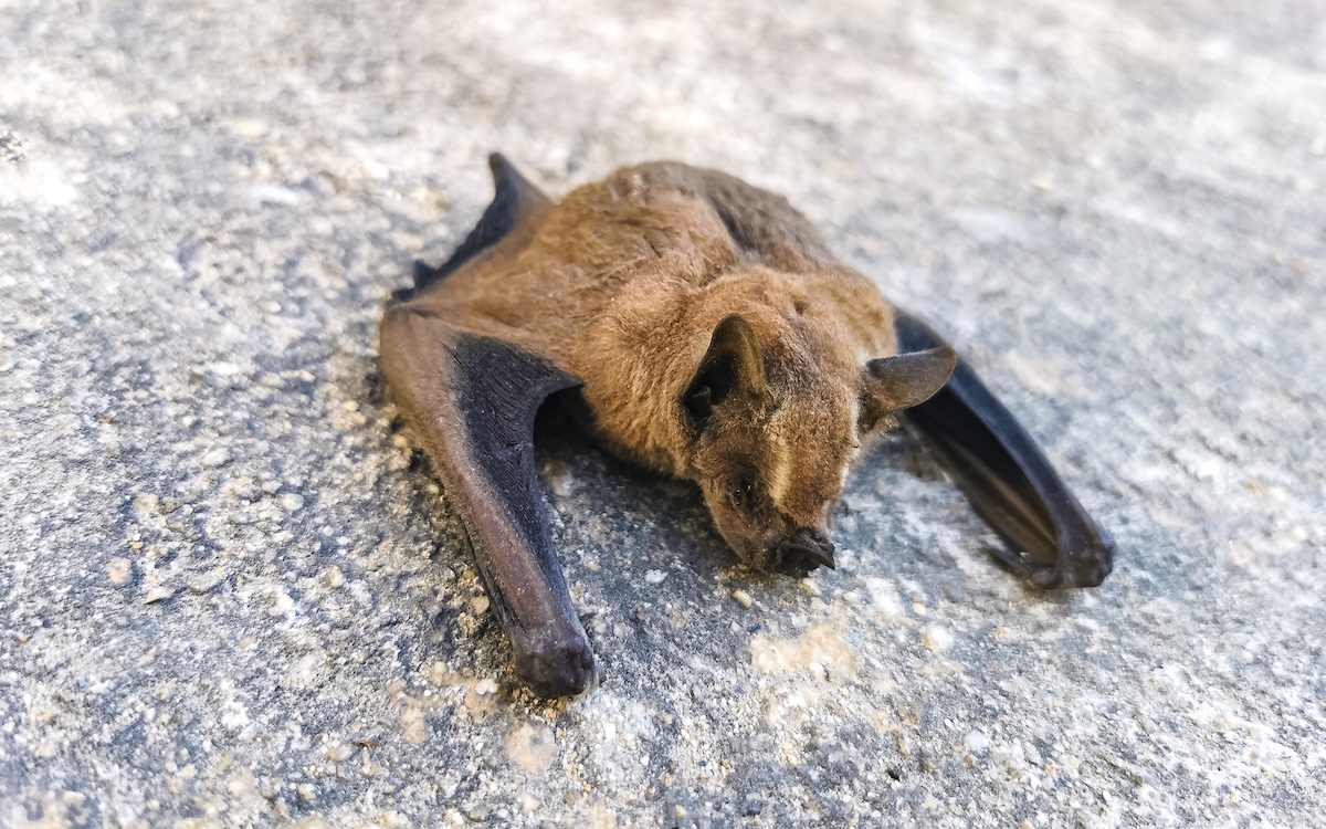 Dead bat white sands national Park