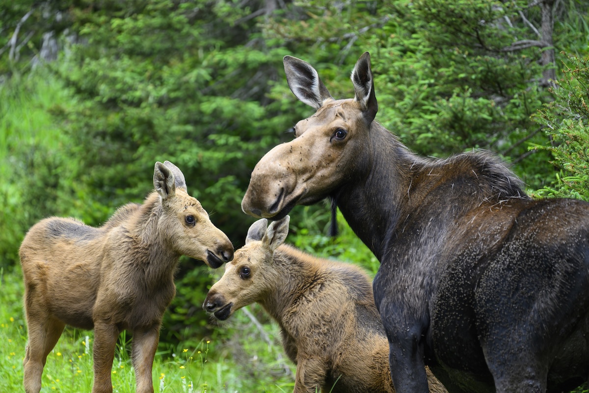 moose triplets