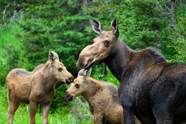 moose triplets