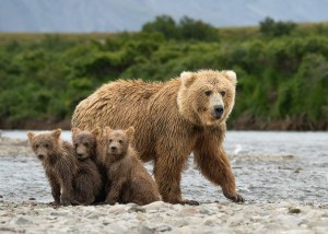 grizzly family lake