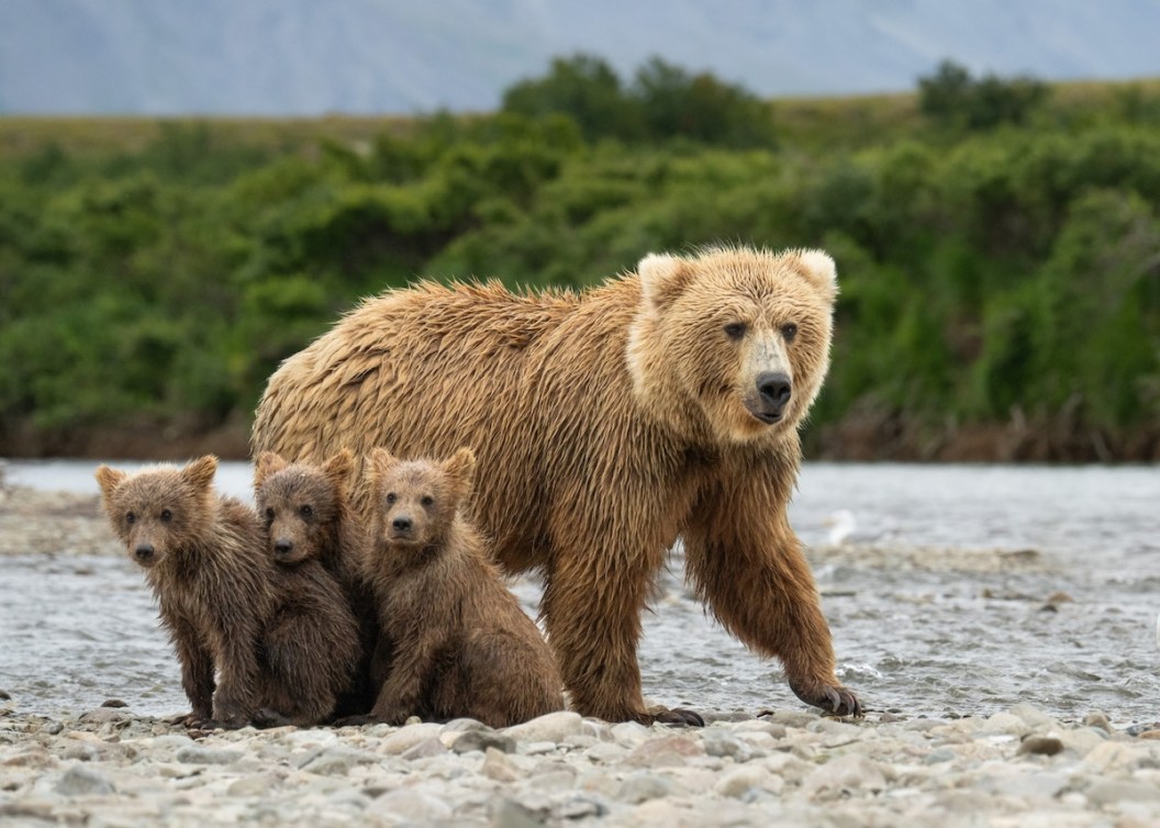 grizzly family lake