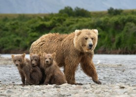 grizzly family lake