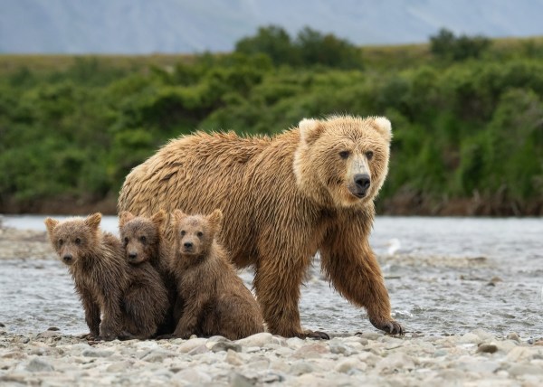 grizzly family lake
