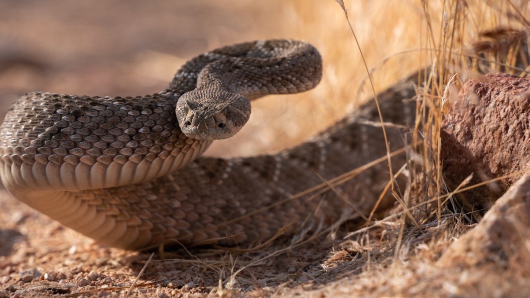 squirrel rattlesnake