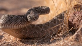 squirrel rattlesnake