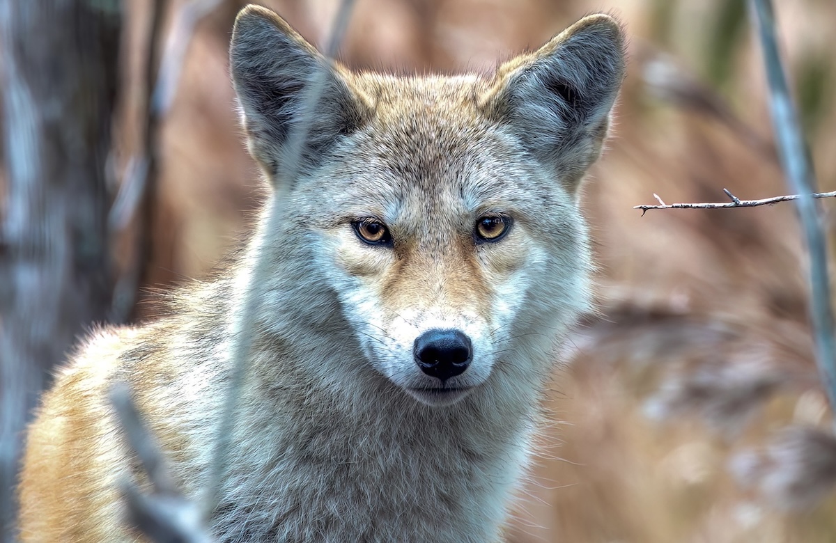 coyote school bathroom