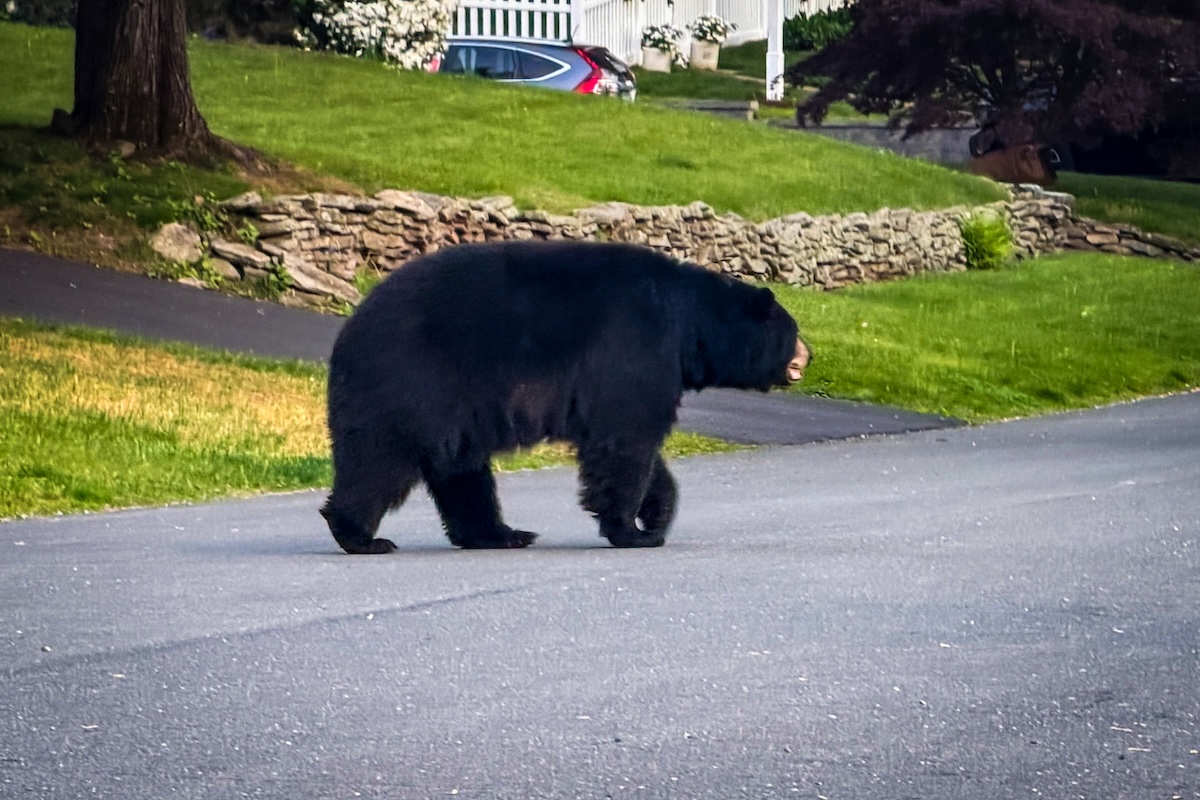 bear chalk artist neighborhood