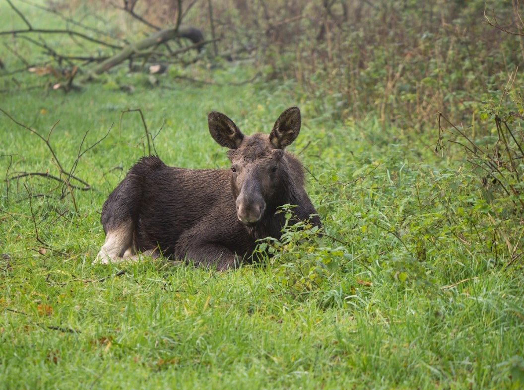 baby moose traffic