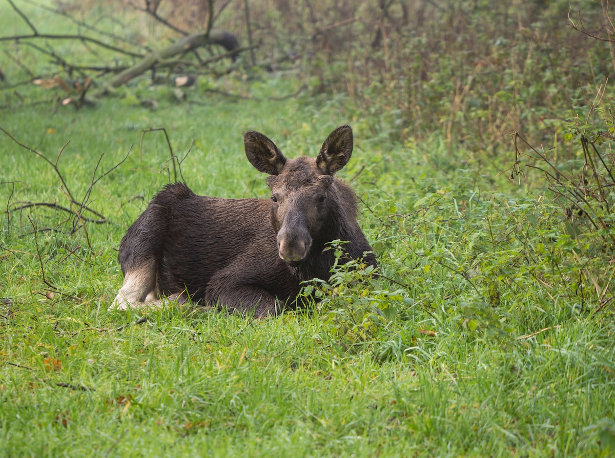 baby moose traffic