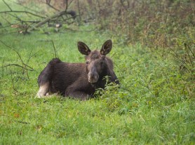 baby moose traffic