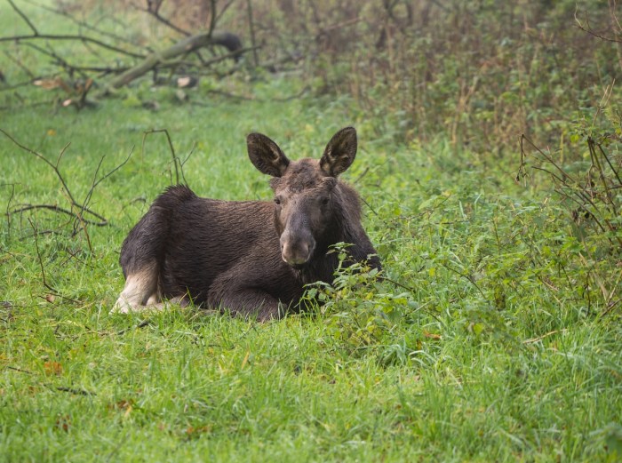 baby moose traffic