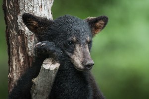 baby bears porch