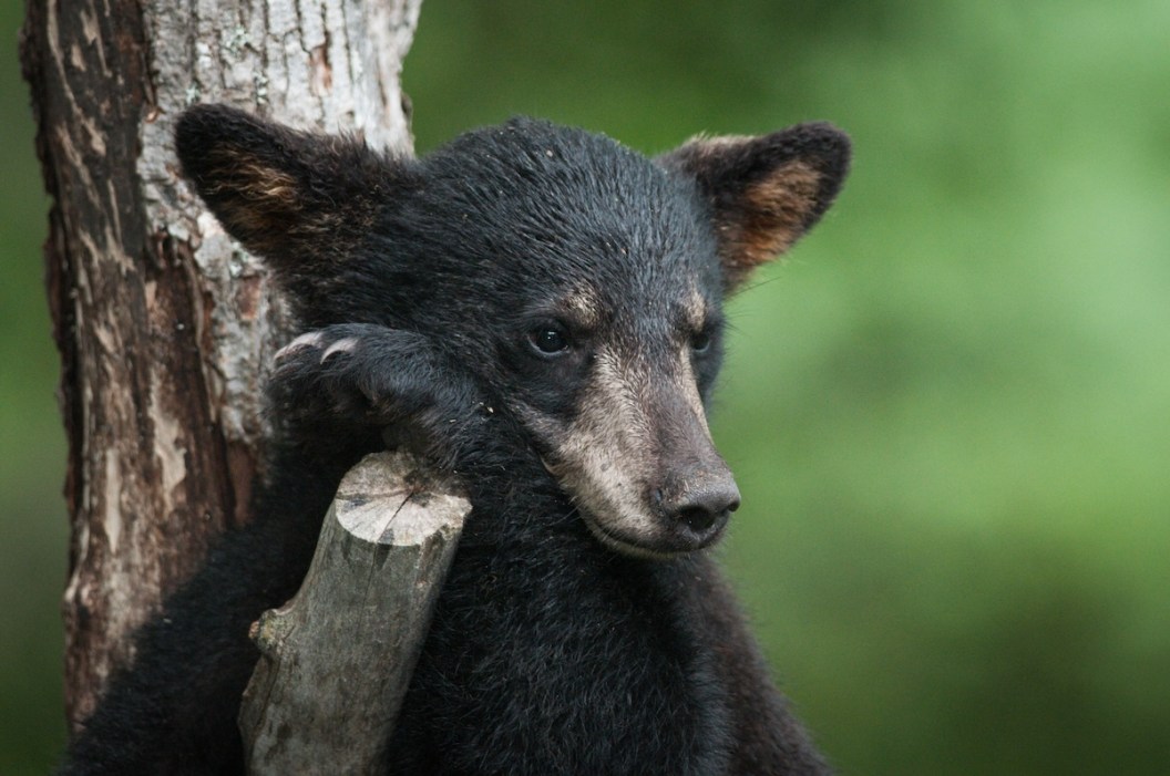 baby bears porch