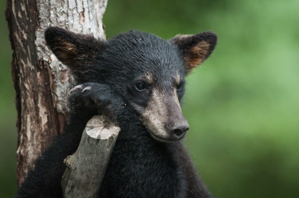 baby bears porch