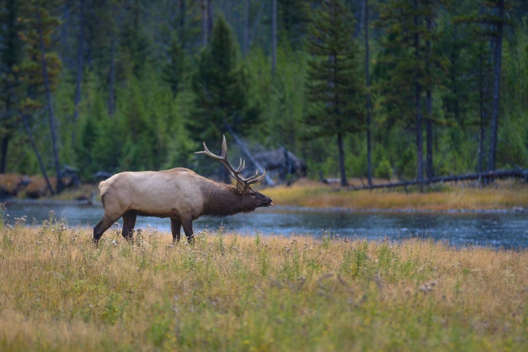 moose grizzly bear yellowstone