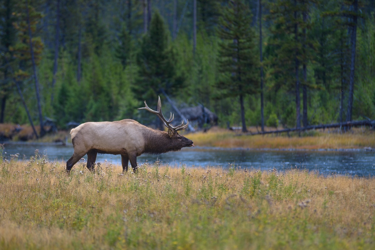 moose grizzly bear yellowstone