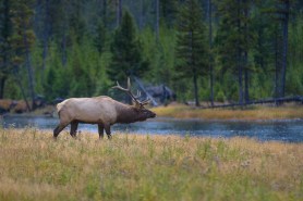 moose grizzly bear yellowstone
