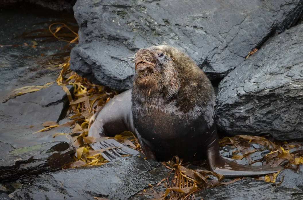 sea lion dumpster