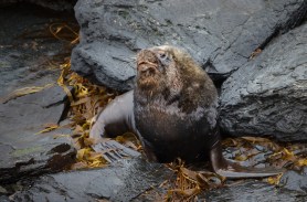 sea lion dumpster