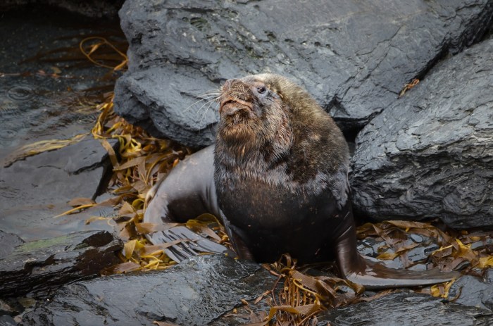 sea lion dumpster