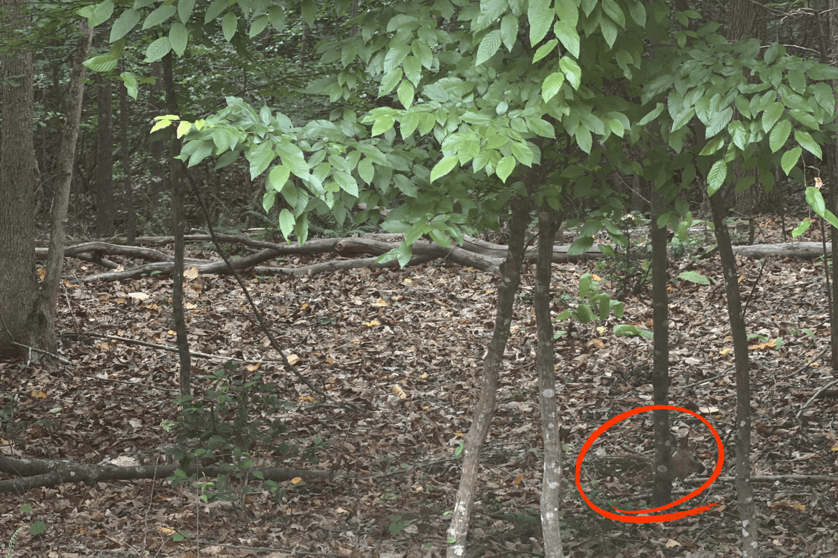 find the fawn answer