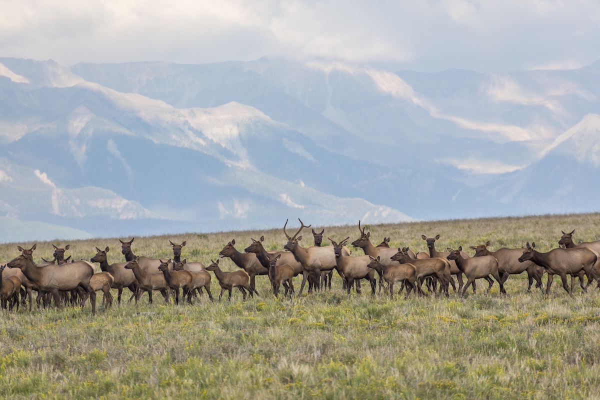 elk soccer field colorado