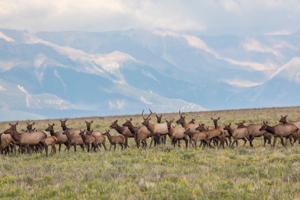 elk soccer field colorado