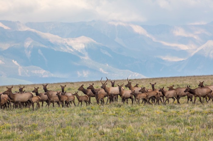 elk soccer field colorado
