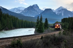 grizzly bears train banff