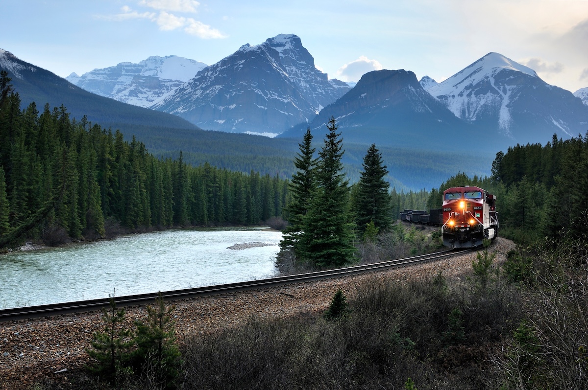 grizzly bears train banff