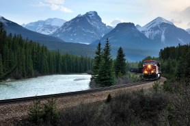 grizzly bears train banff