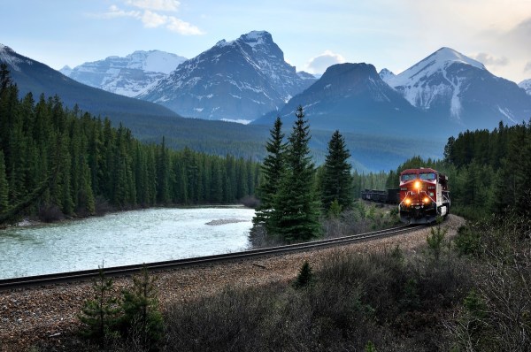 grizzly bears train banff