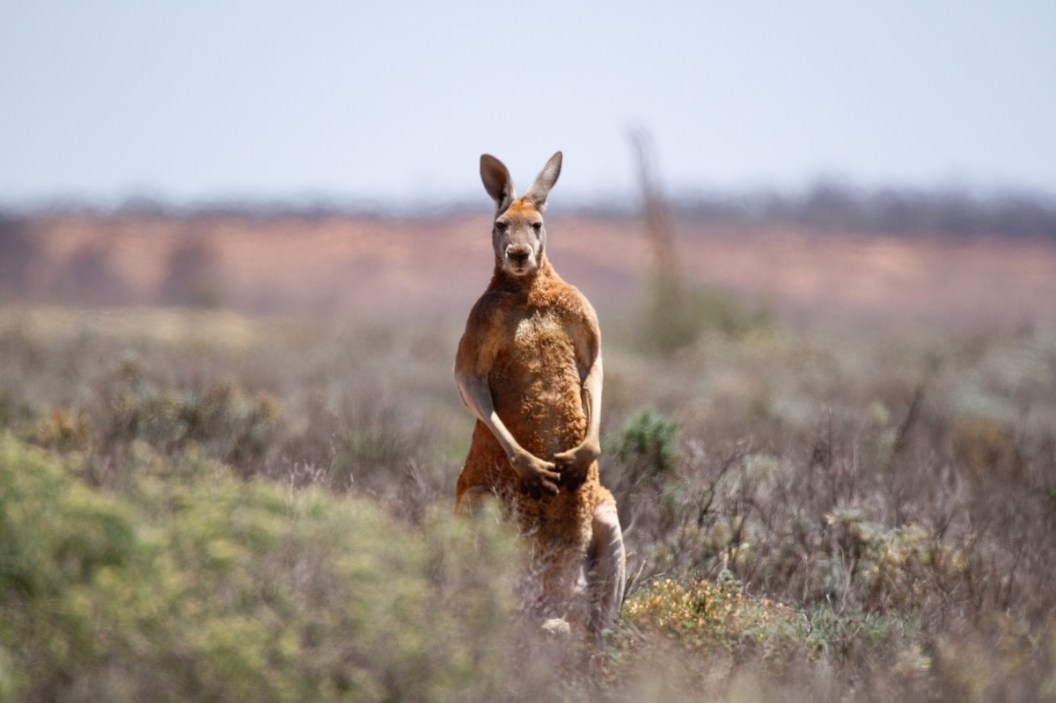 kangaroo sidewalk