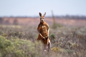 kangaroo sidewalk