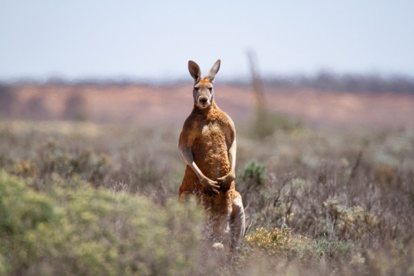 kangaroo sidewalk