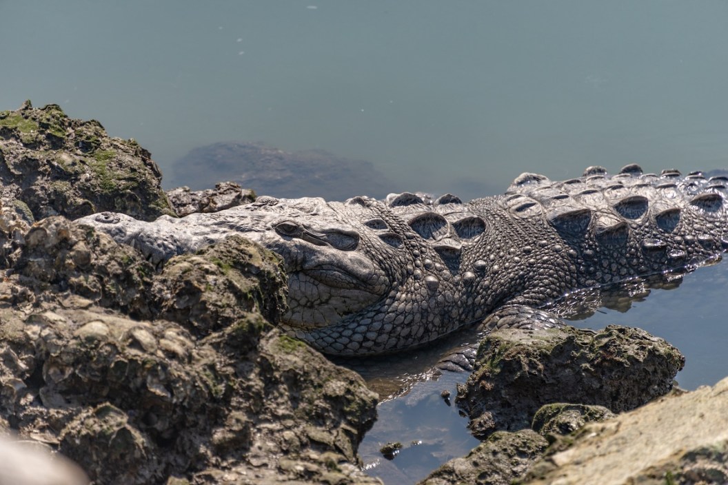 crocodile attack mexico