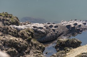 crocodile attack mexico