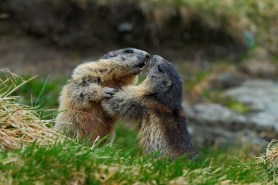 marmots wrestling fighting