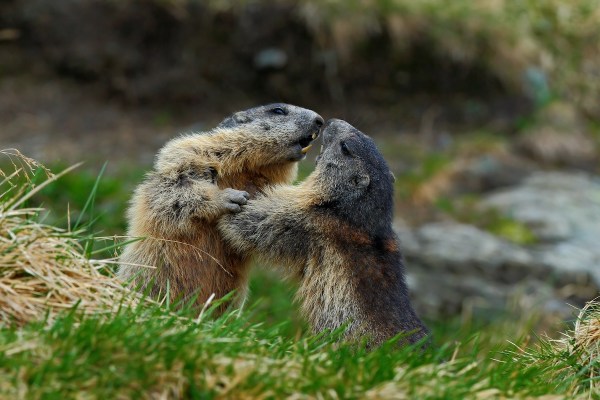 marmots wrestling fighting