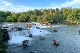brown bear kills cub brooks falls
