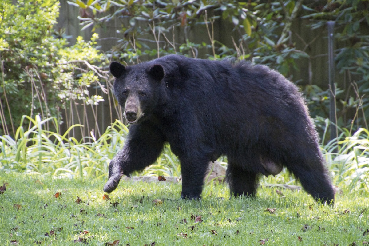 bear dog backyard
