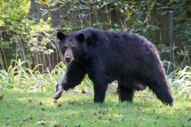 bear dog backyard