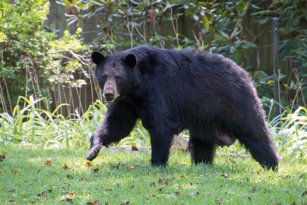 bear dog backyard