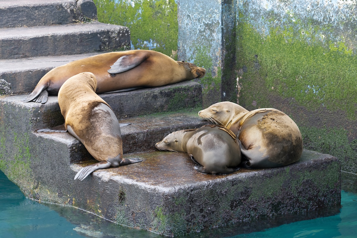 sea lions stairs lighthouse