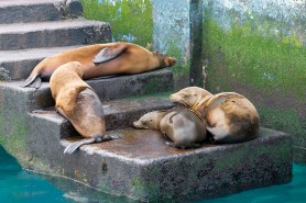 sea lions stairs lighthouse