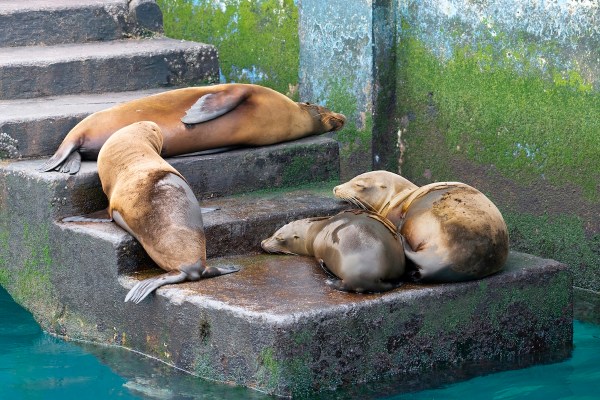 sea lions stairs lighthouse