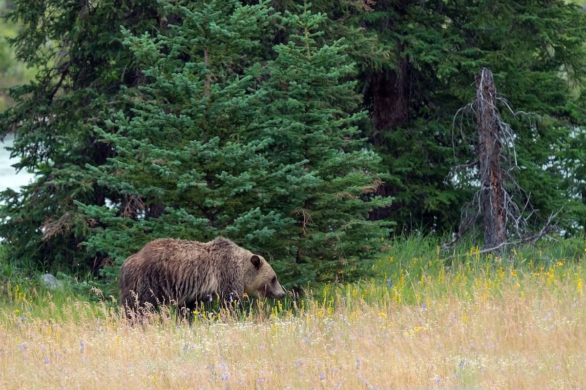 bear hiking trail banff