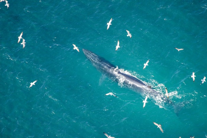 whale watch tarp