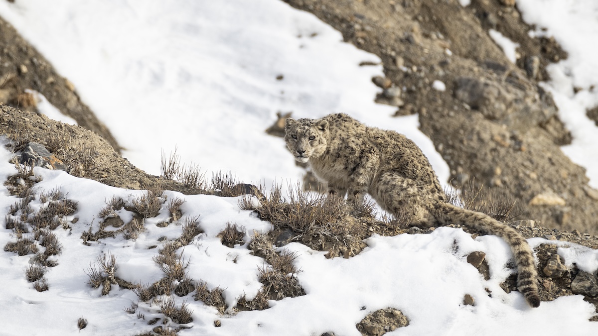 snow leopard road