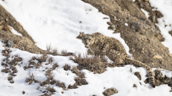 snow leopard road